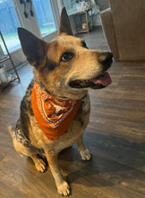 Load image into Gallery viewer, Longhorn Bandana